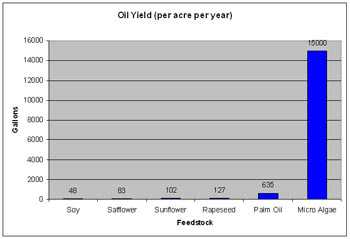 Olieopbrengst per hectare